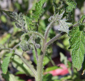 Ormus treated tomato plant Ormus treated tomato plant