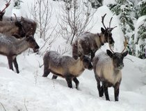 Caribou Caribou